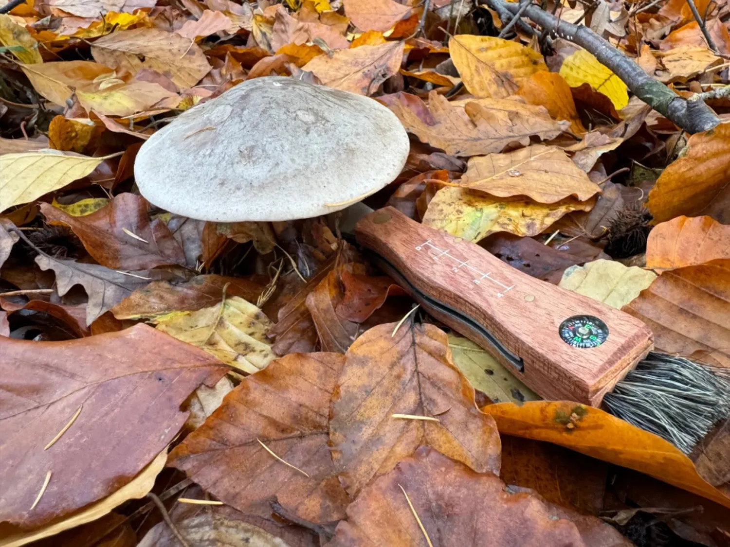 Jason Pilzmesser mit Bürste Set 2 Stück Klappmesser Holzgriff